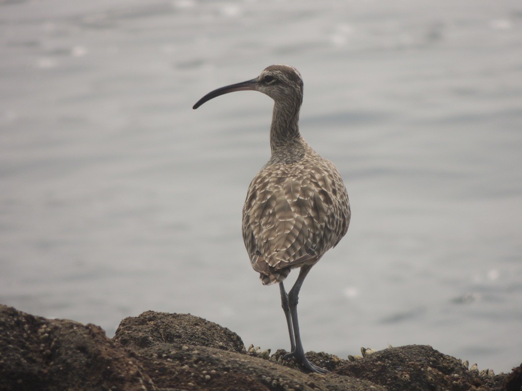 Hudsonian Whimbrel - ML263101461