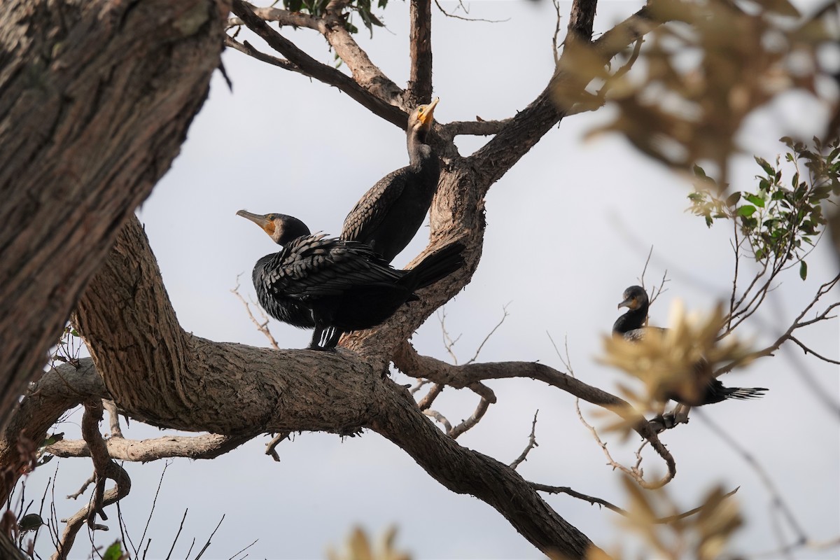 Great Cormorant - ML263101991