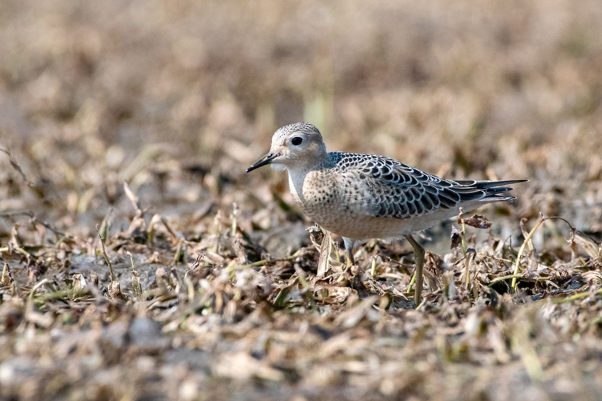 Buff-breasted Sandpiper - ML263102141