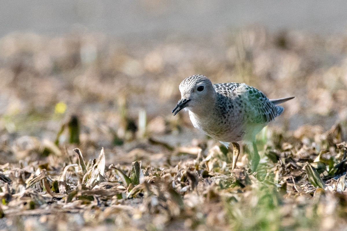 Buff-breasted Sandpiper - ML263103641