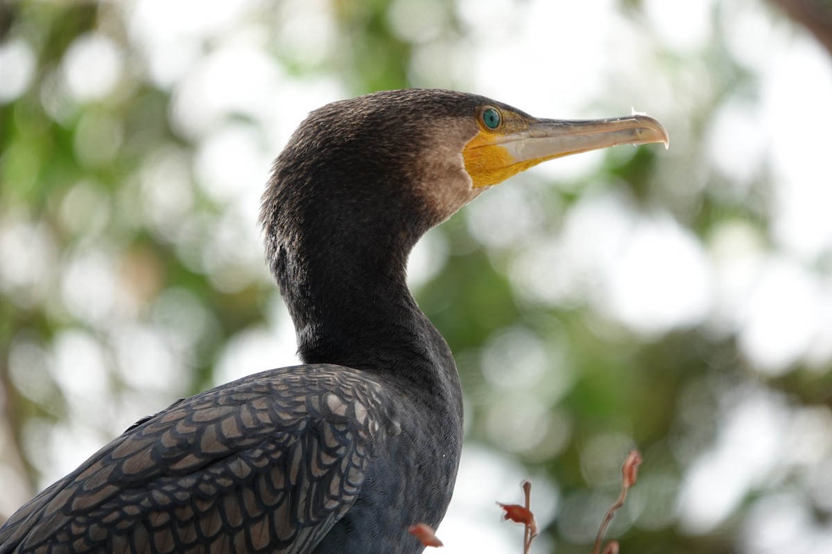 Great Cormorant - ML263105751