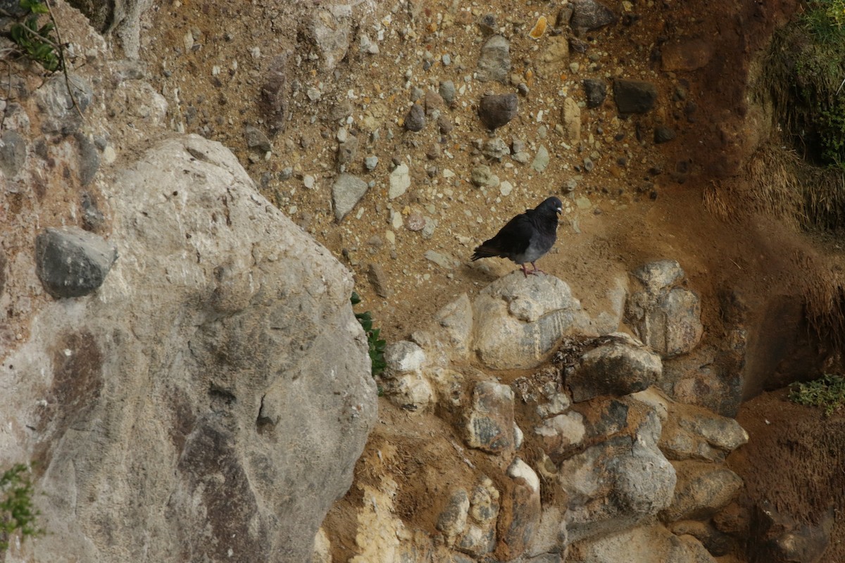 Rock Pigeon (Feral Pigeon) - ML263106591