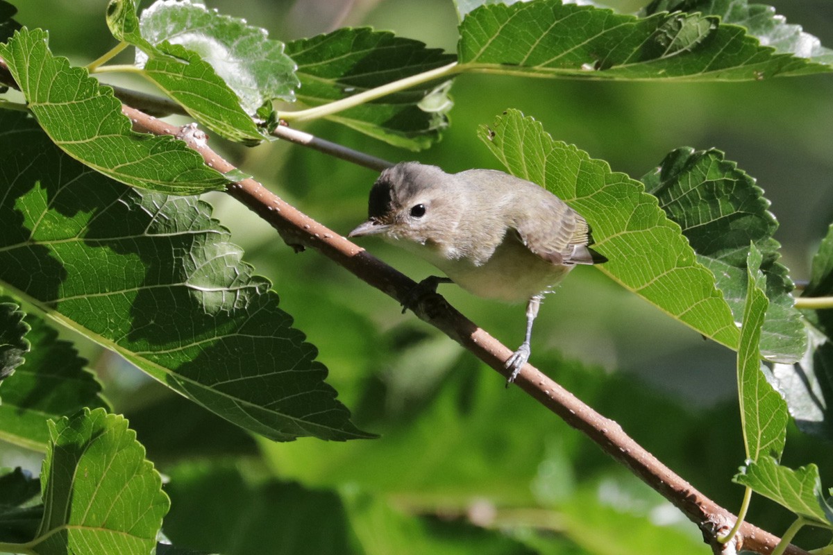 Ötücü Vireo [swainsoni grubu] - ML263109291