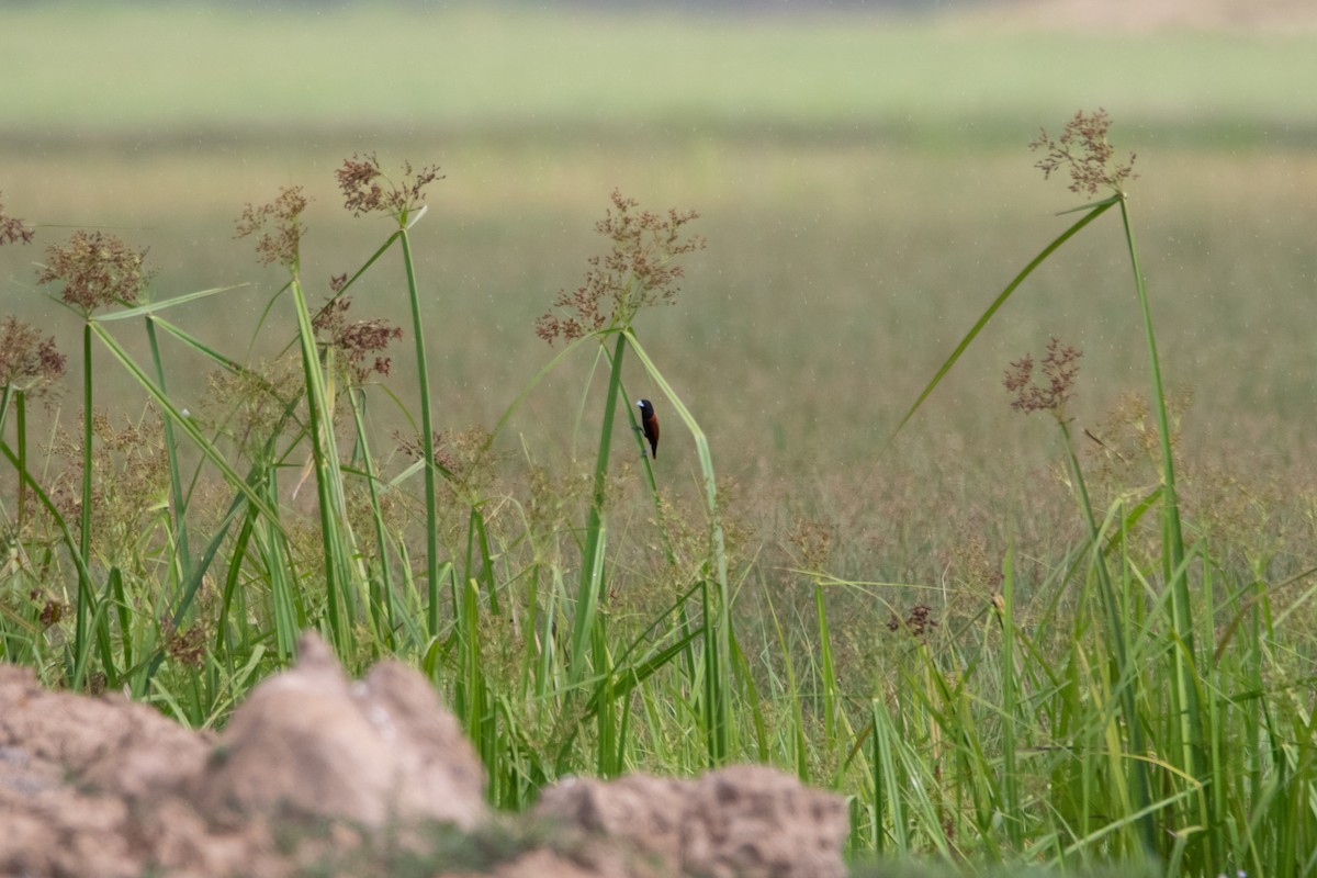 Chestnut Munia - Sutanan Pinmaneenopparat