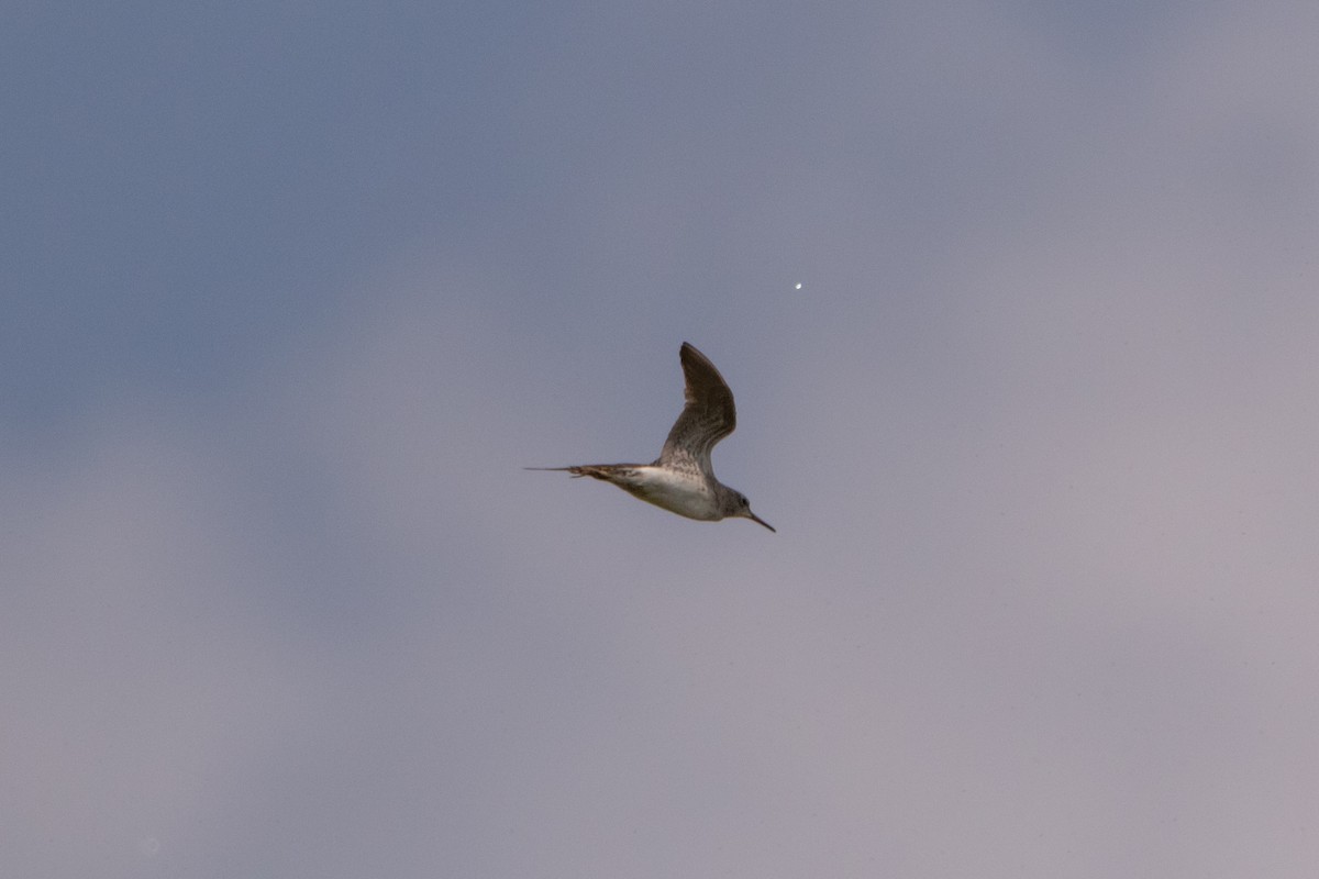 Wood Sandpiper - ML263110241