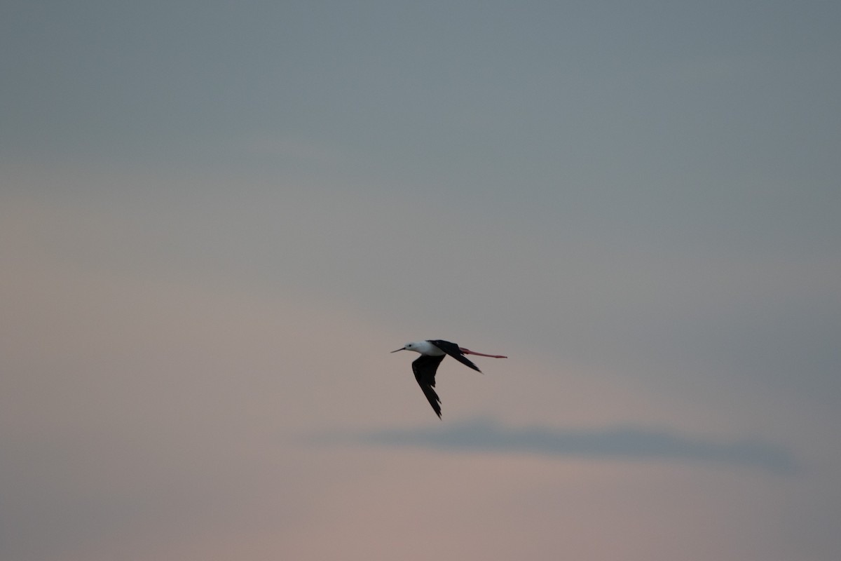 Black-winged Stilt - ML263110371