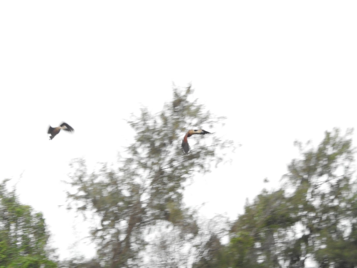 Fulvous Whistling-Duck - ML263111301