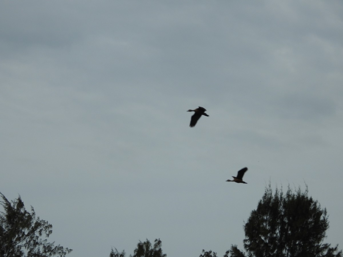 Fulvous Whistling-Duck - ML263111311