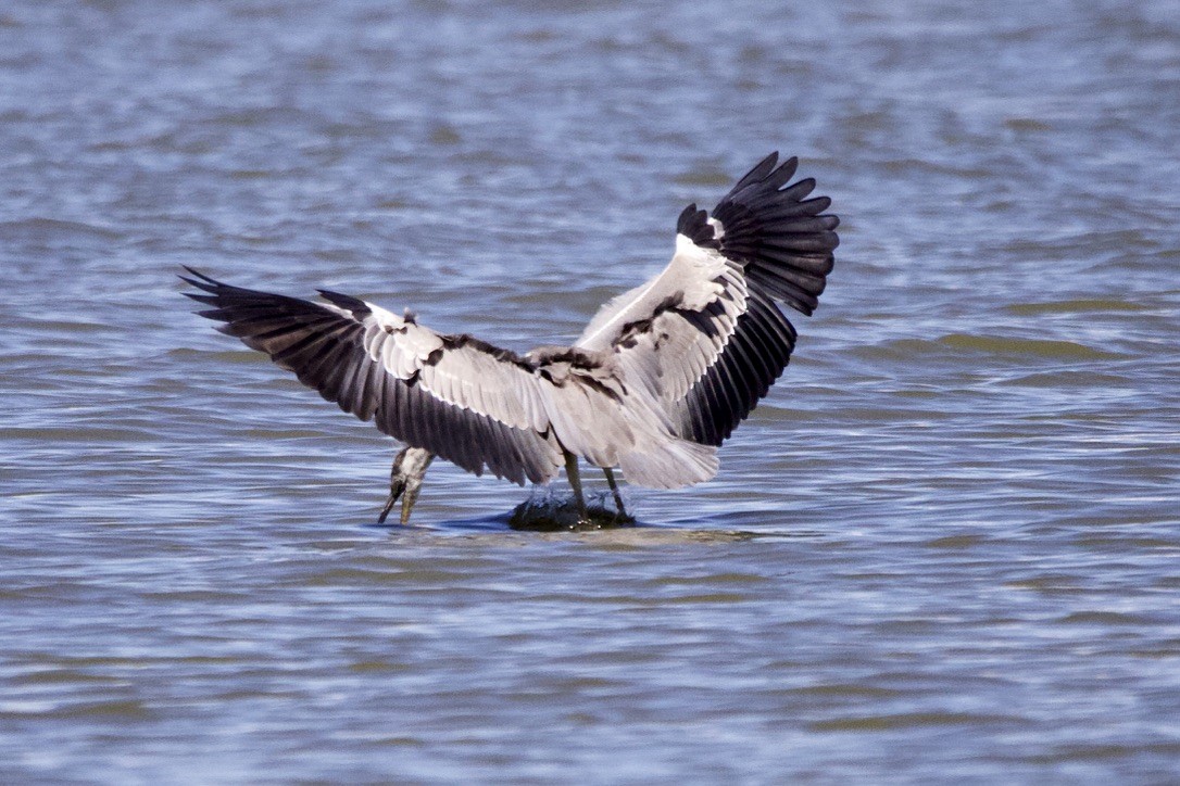 Gray Heron - ML263111711