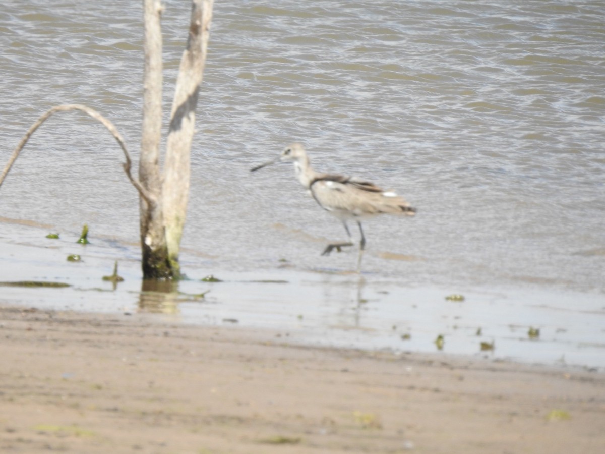 Willet - ML263113231