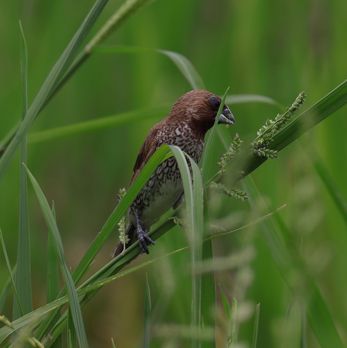 Scaly-breasted Munia - ML263113501