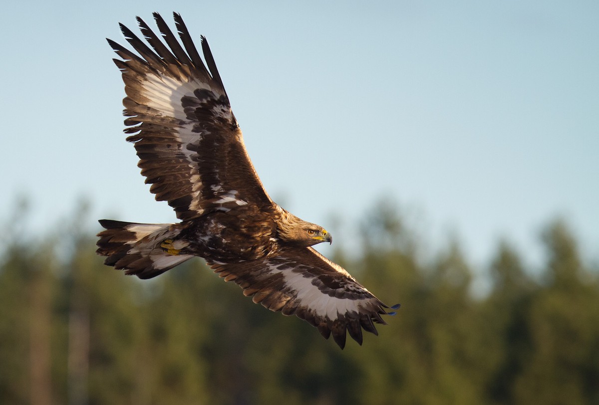 Golden Eagle - ML263113531