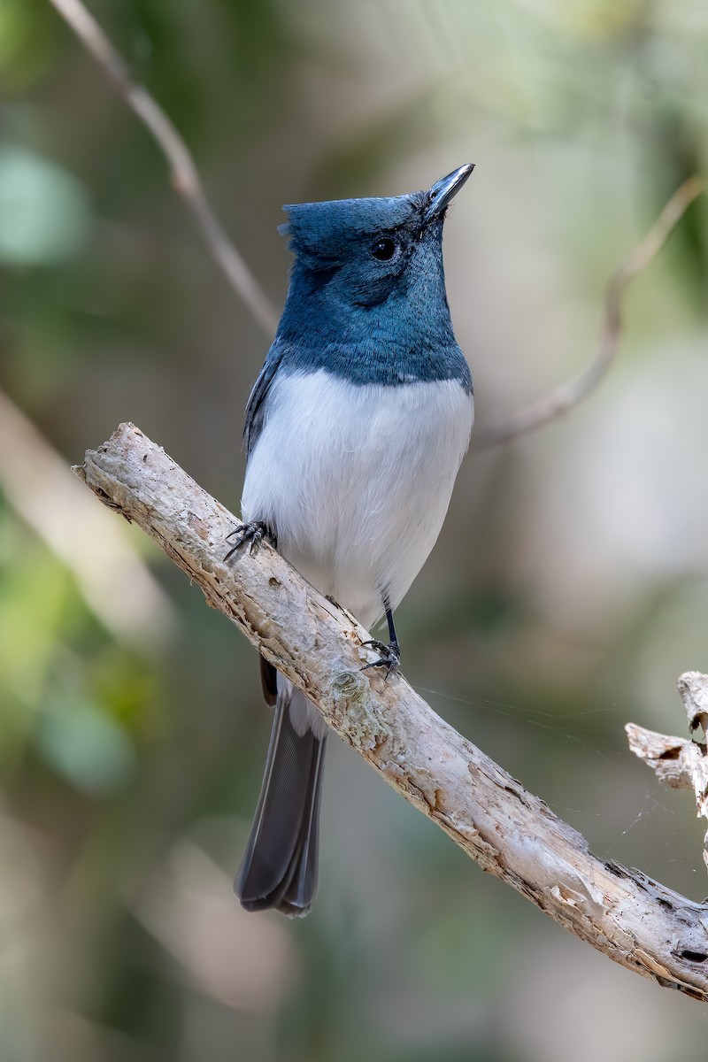 Leaden Flycatcher - ML263114501
