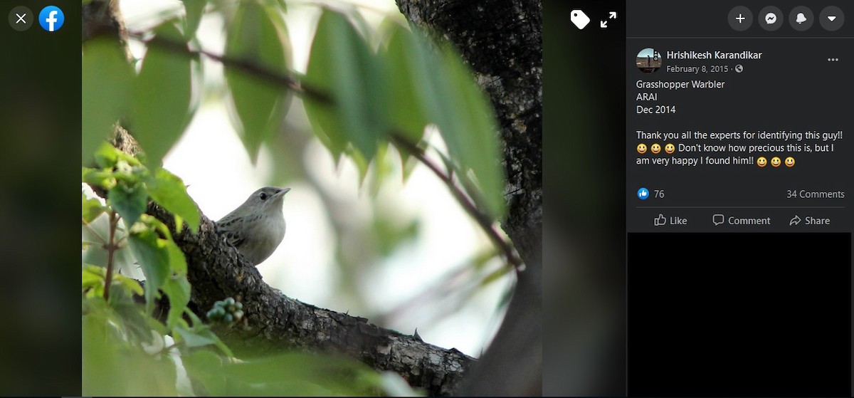 Common Grasshopper Warbler - ML263114701