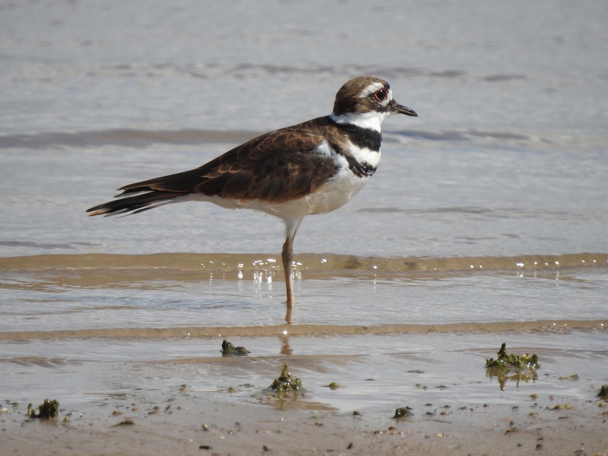 Killdeer - ML263115291