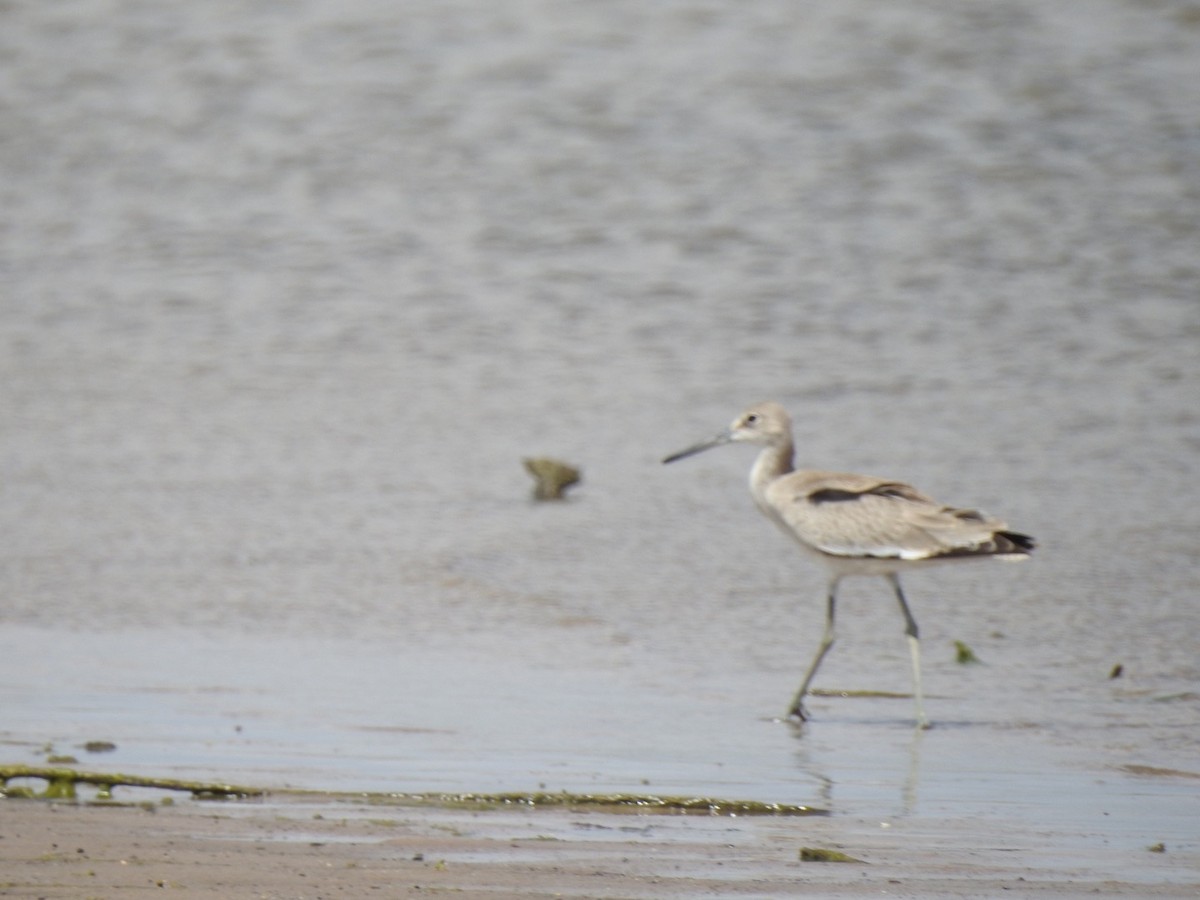 Willet - ML263115311