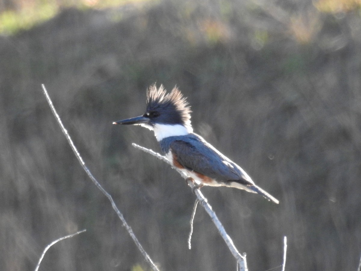 Belted Kingfisher - ML26311691
