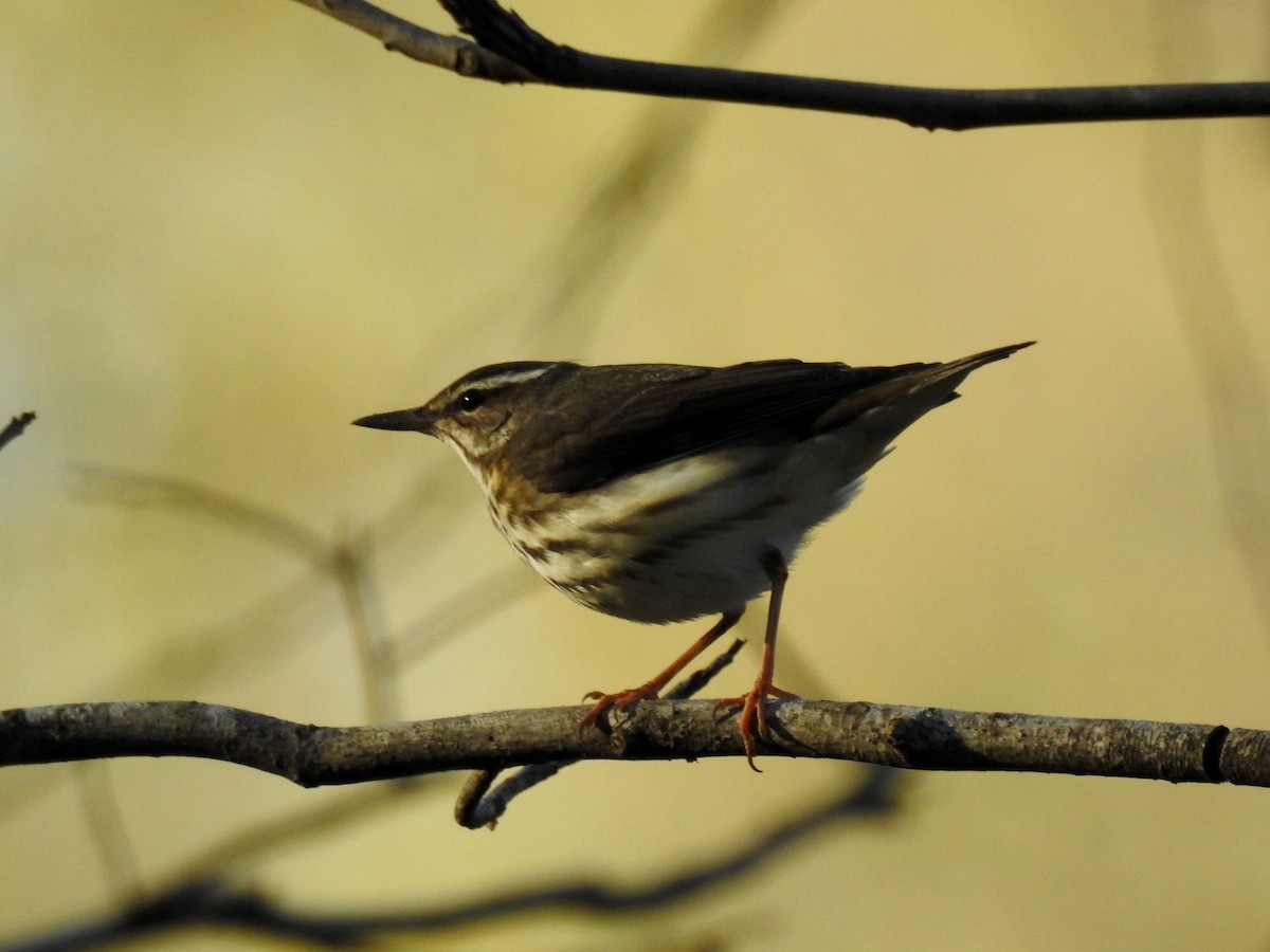 Louisiana Waterthrush - ML26311721