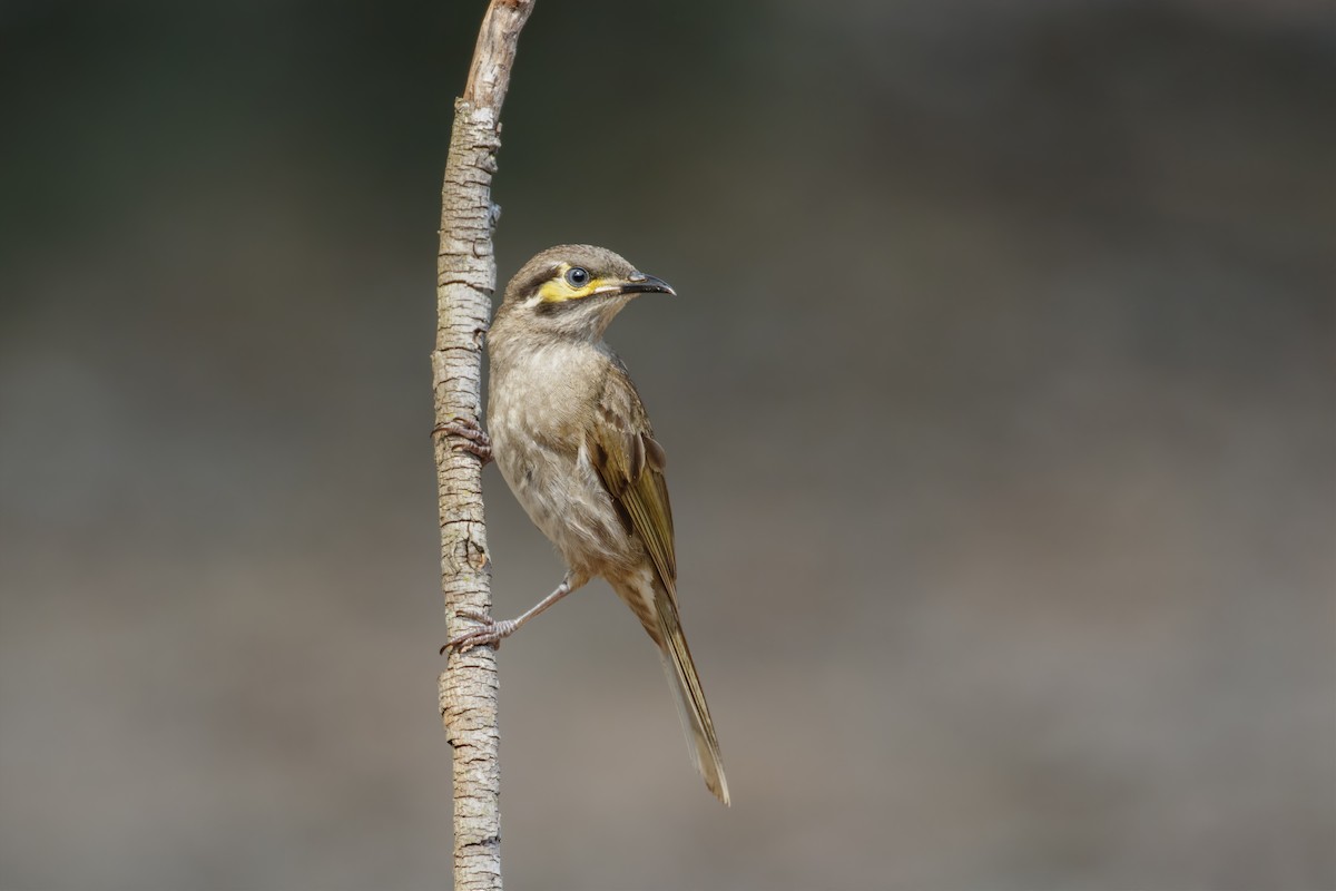 Yellow-faced Honeyeater - ML263117461