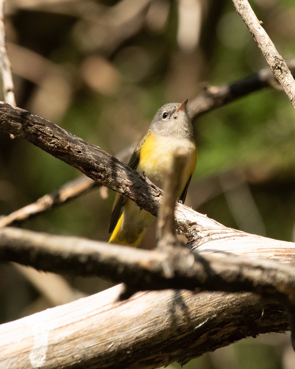 American Redstart - ML263117501