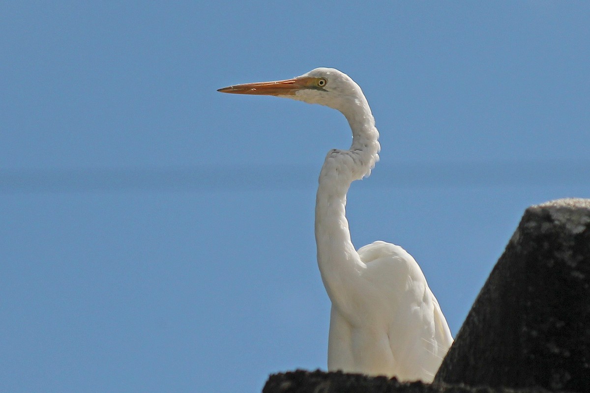 Great Egret - ML263119501