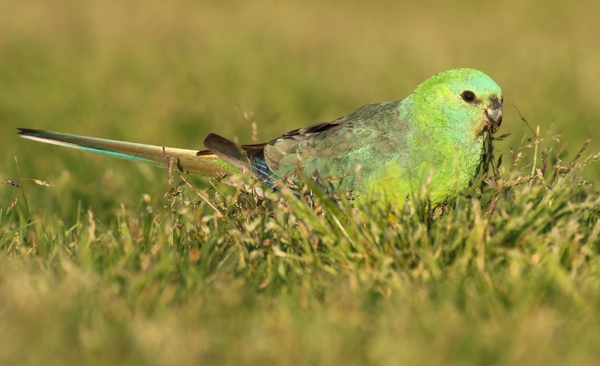 Red-rumped Parrot - David Ongley