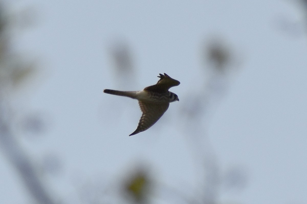 American Kestrel - ML263121461