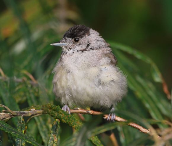 Eurasian Blackcap - ML263123001