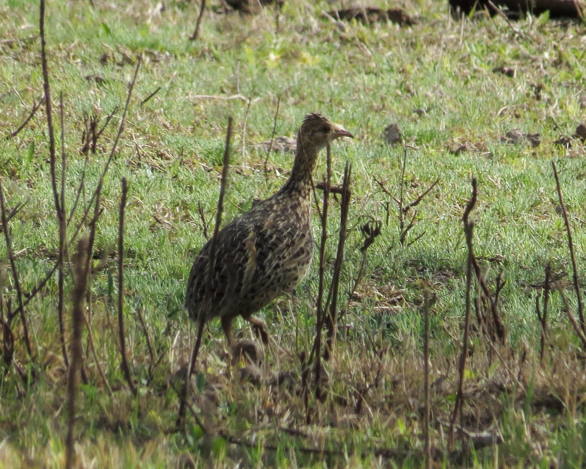 Spotted Nothura - ML263124961