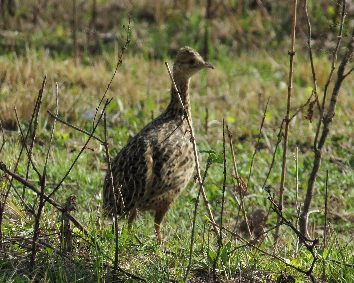 Spotted Nothura - ML263125441