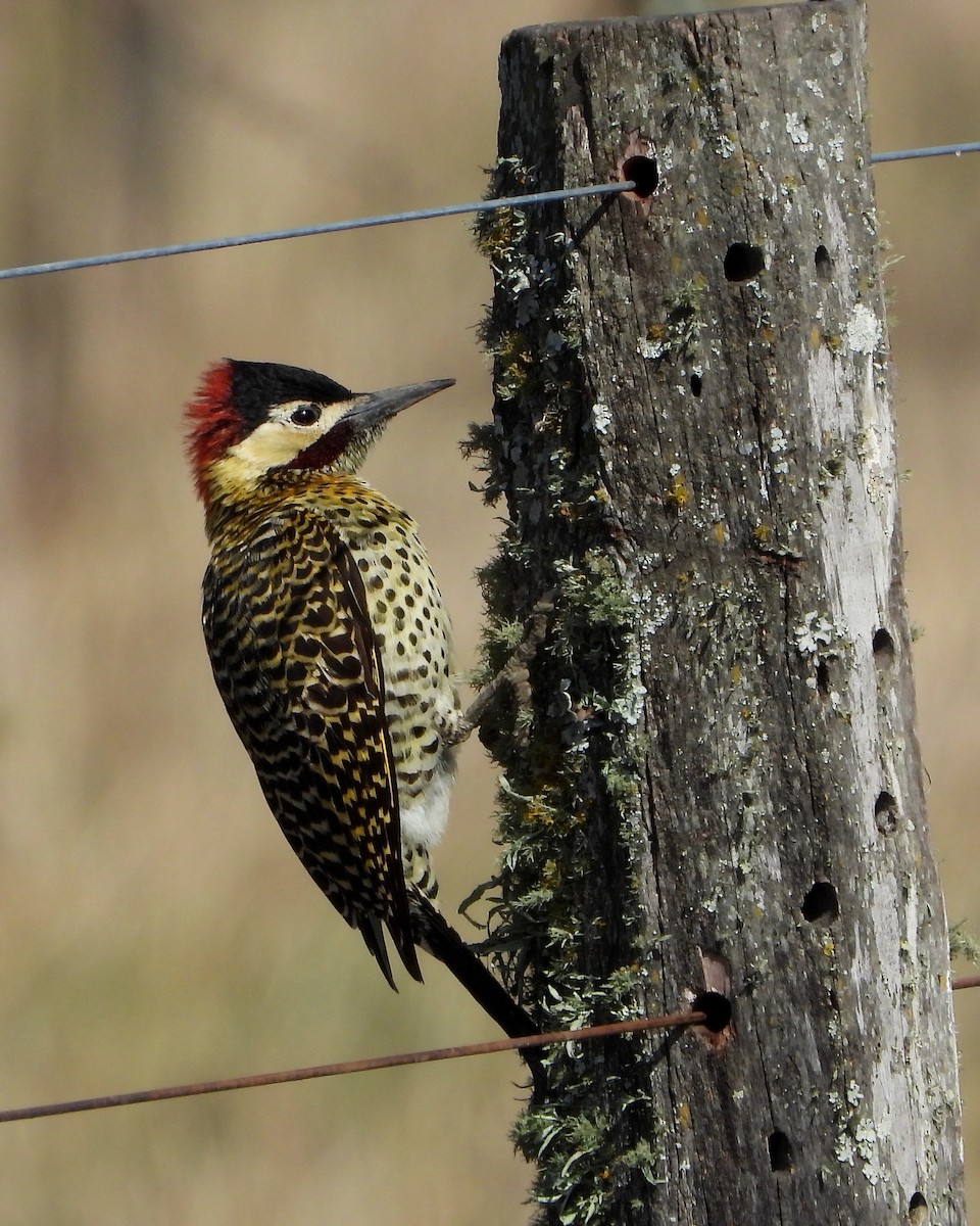 Green-barred Woodpecker - ML263125891