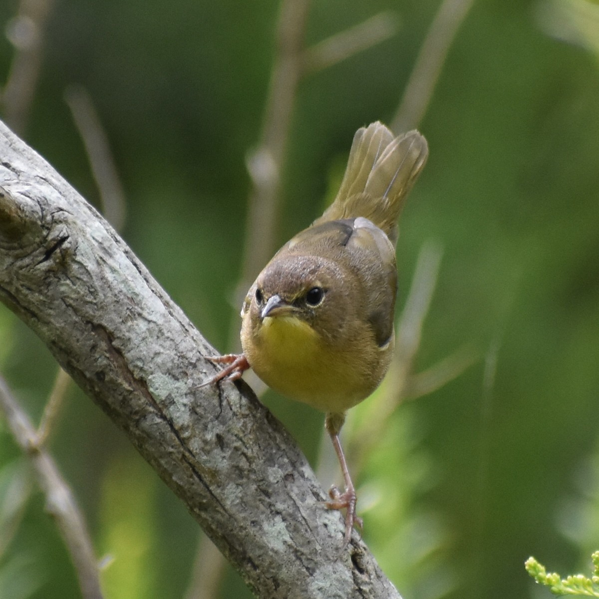 Common Yellowthroat - ML263127641