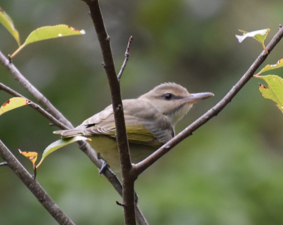 Vireo Bigotudo - ML263127741