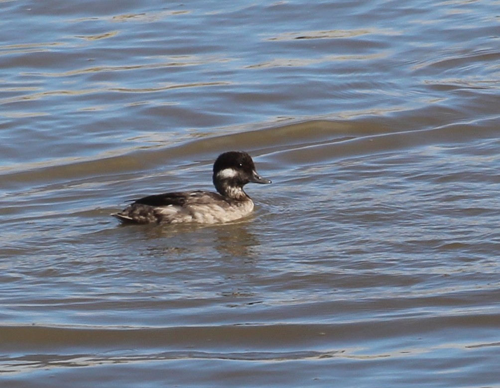 Bufflehead - Hélène Crête