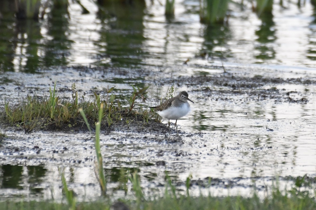 Solitary Sandpiper - ML263133381