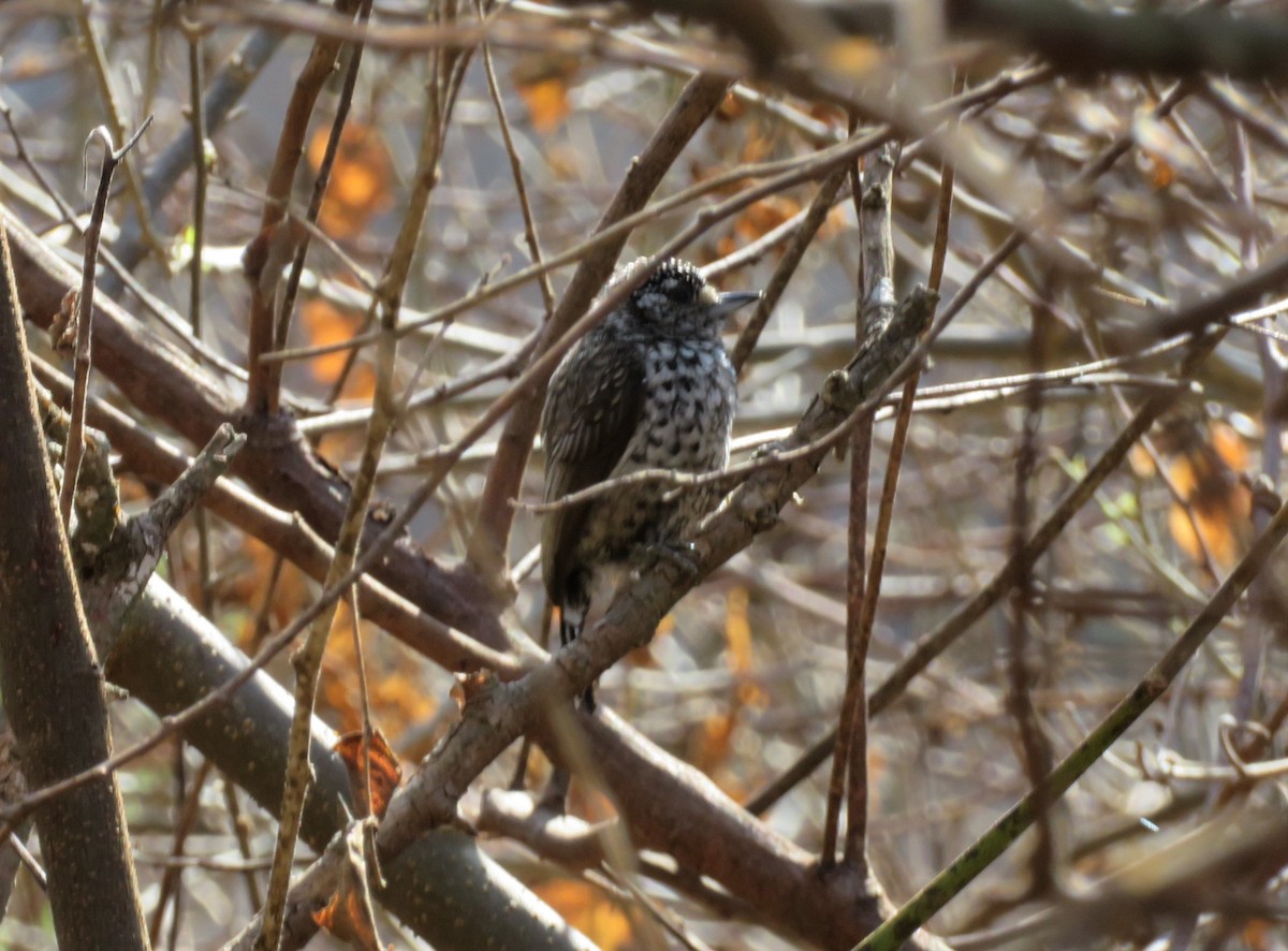 White-barred Piculet - ML263134101