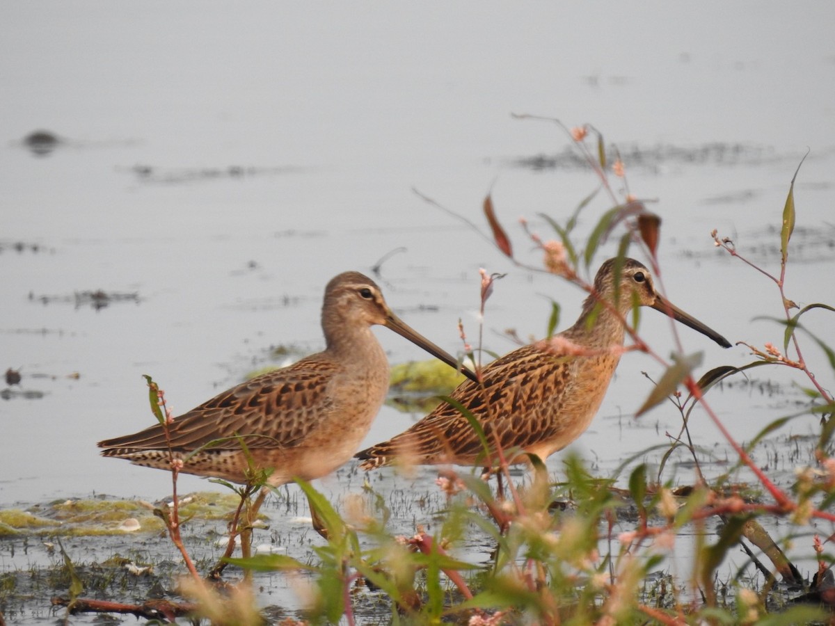 Long-billed Dowitcher - ML263134211