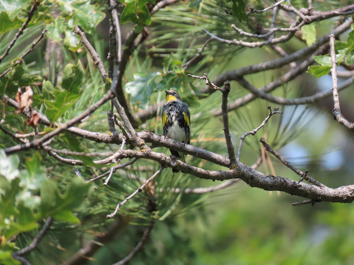 Yellow-rumped Warbler - Katrina Adamczyk