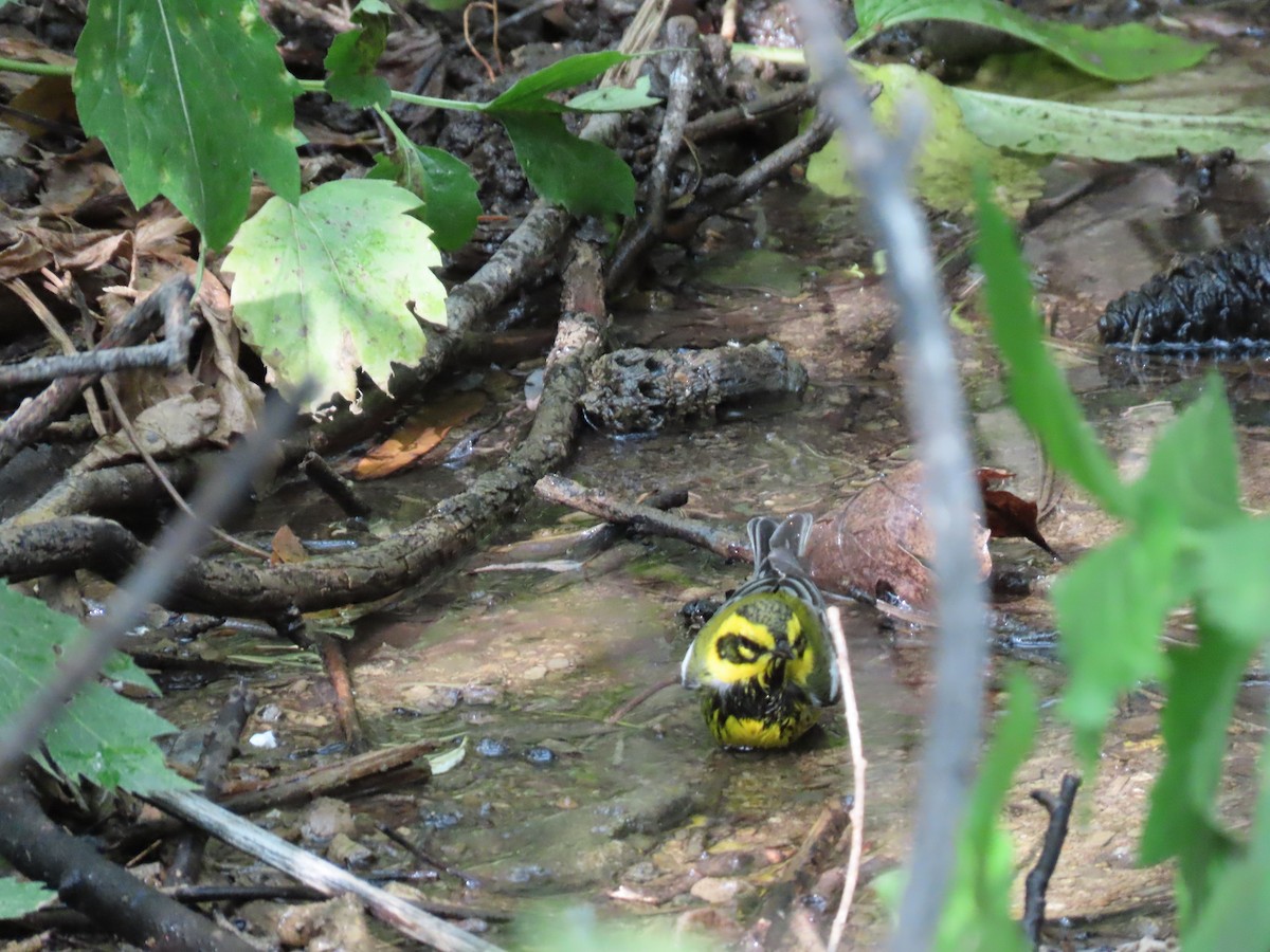 Townsend's Warbler - Katrina Adamczyk