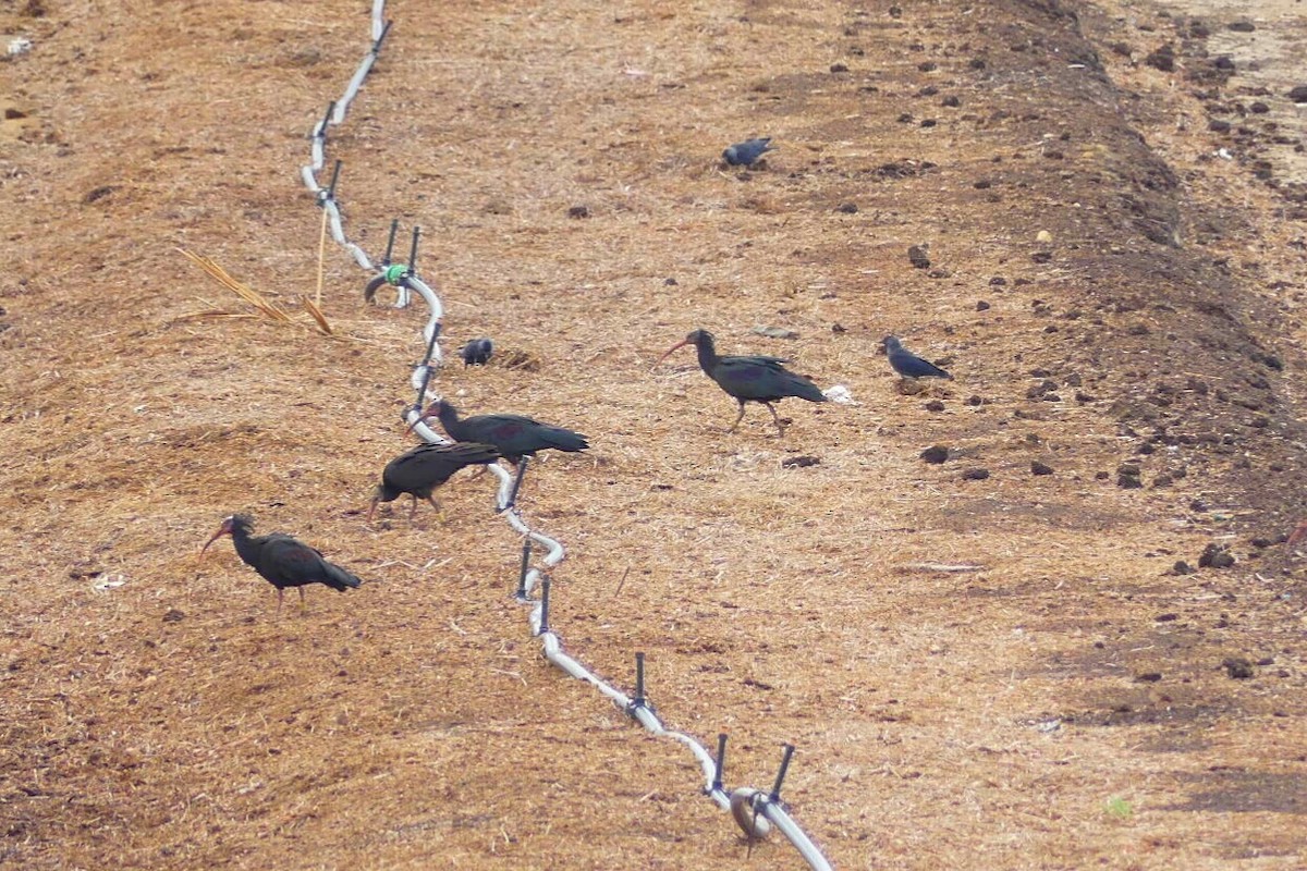 Northern Bald Ibis - ML263136201