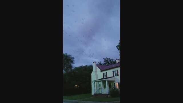 Chimney Swift - ML263136241