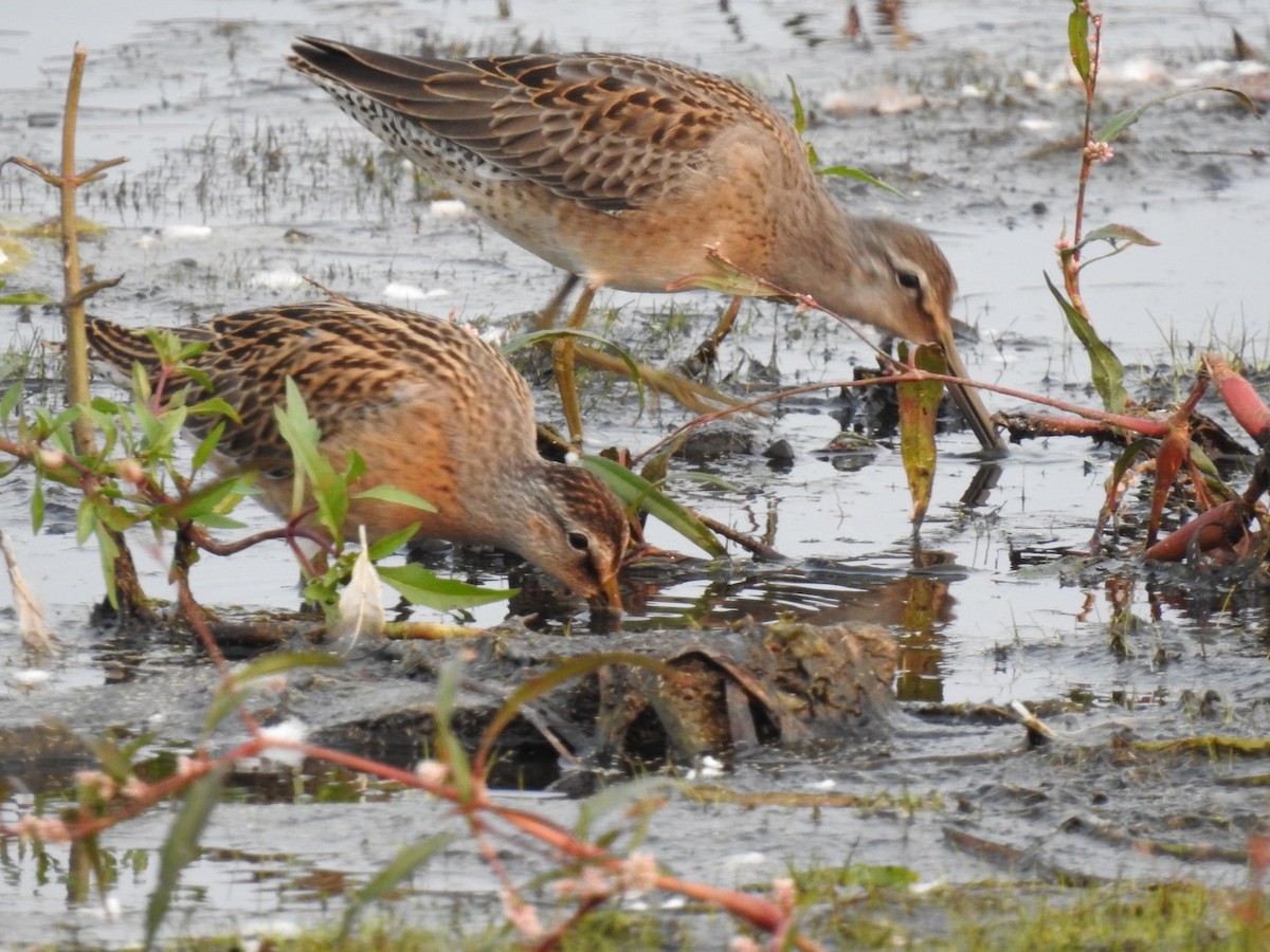 Long-billed Dowitcher - ML263136971