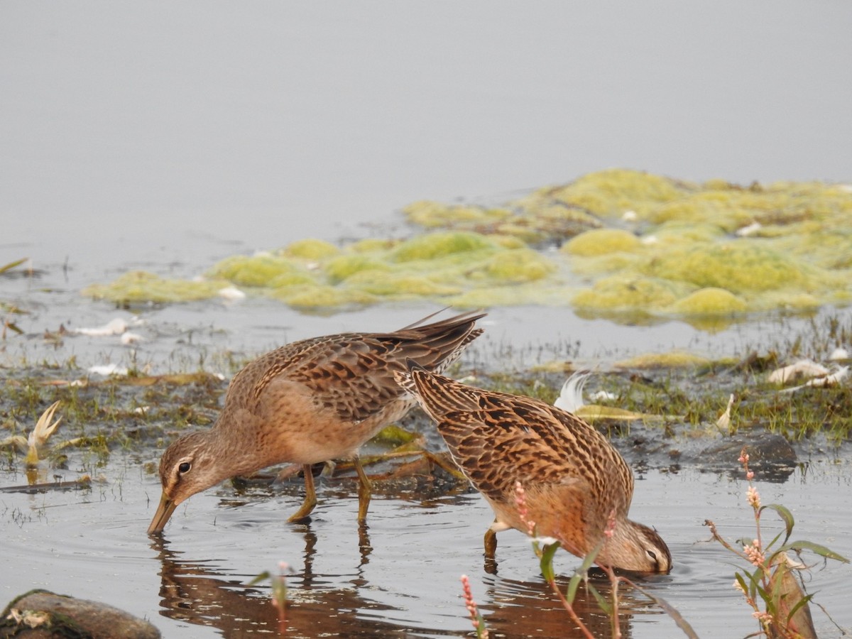 Long-billed Dowitcher - ML263137111