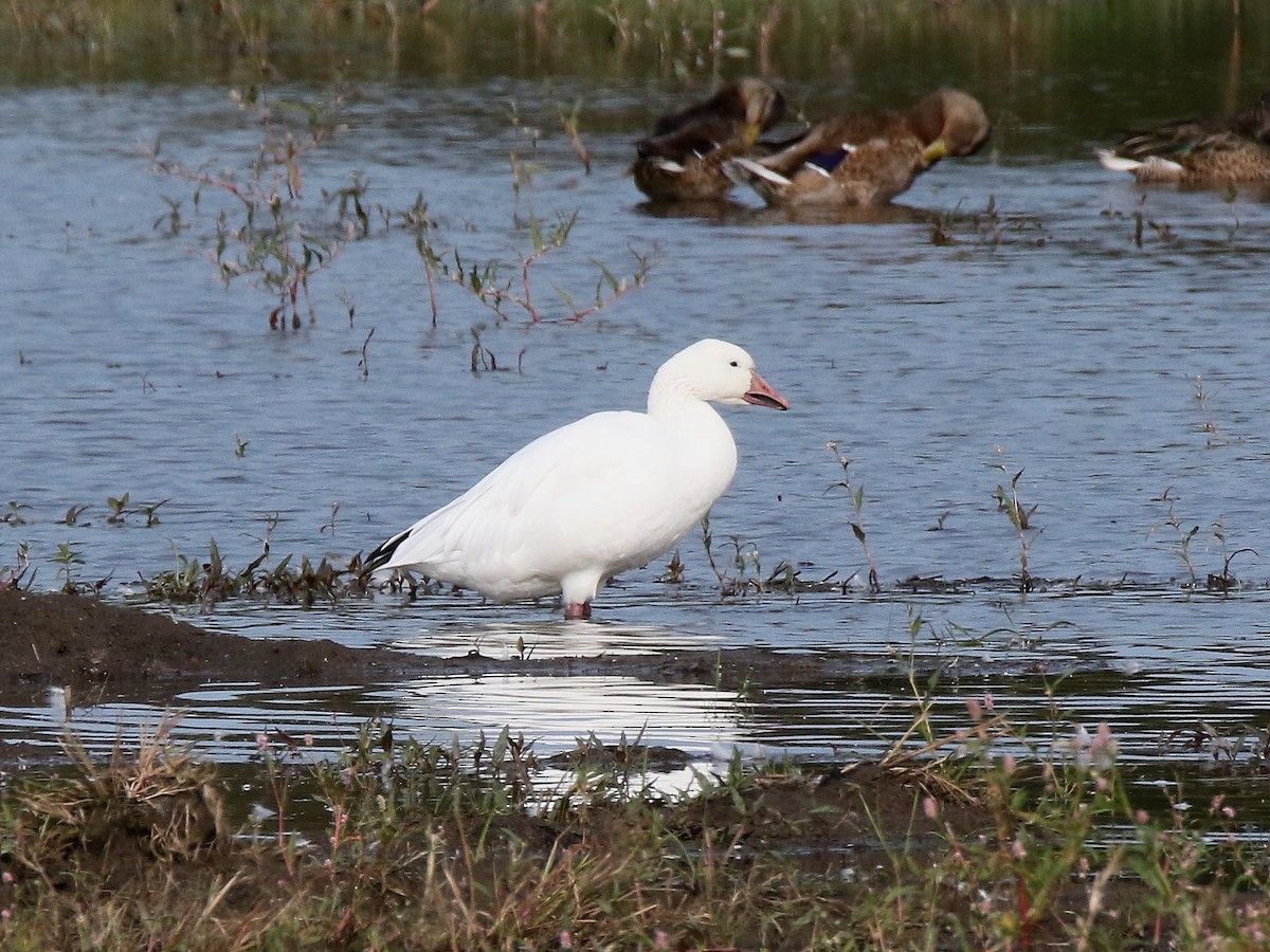 Snow Goose - Brad Carlson