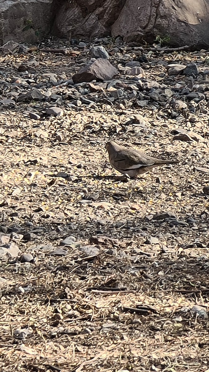 Picui Ground Dove - ML263137521