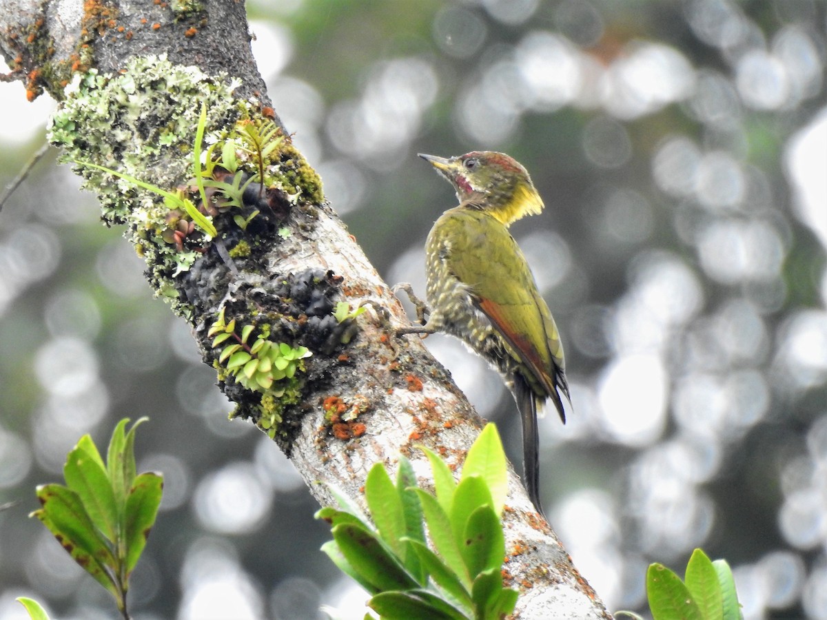 eBird Checklist - 16 Sep 2020 - Genting Highlands* general area (use ...