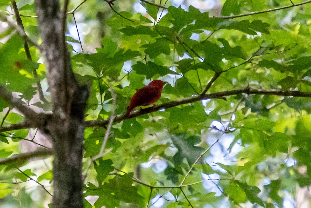 Summer Tanager - ML263140671