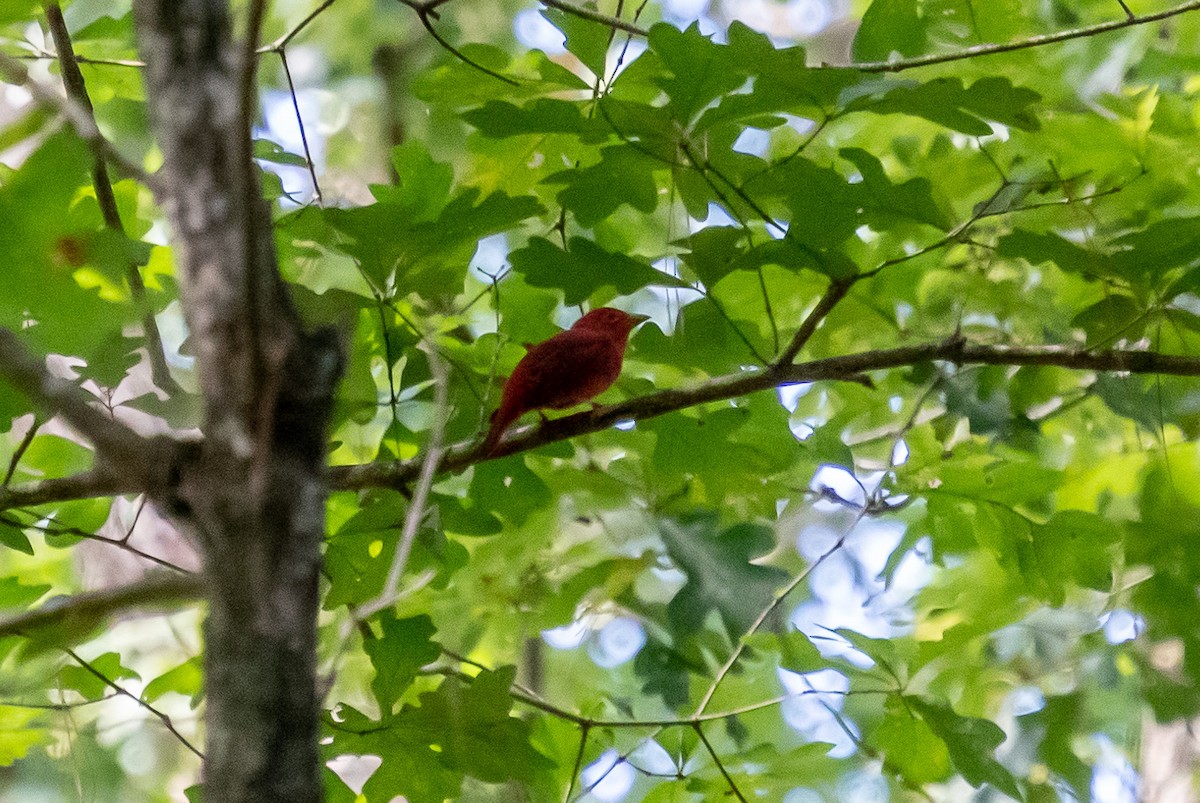 Summer Tanager - Niki Robertson