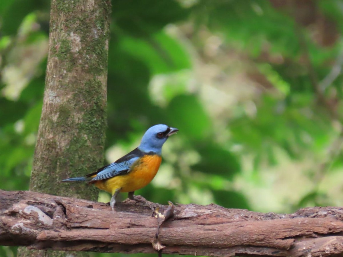 Blue-and-yellow Tanager - ML263141721