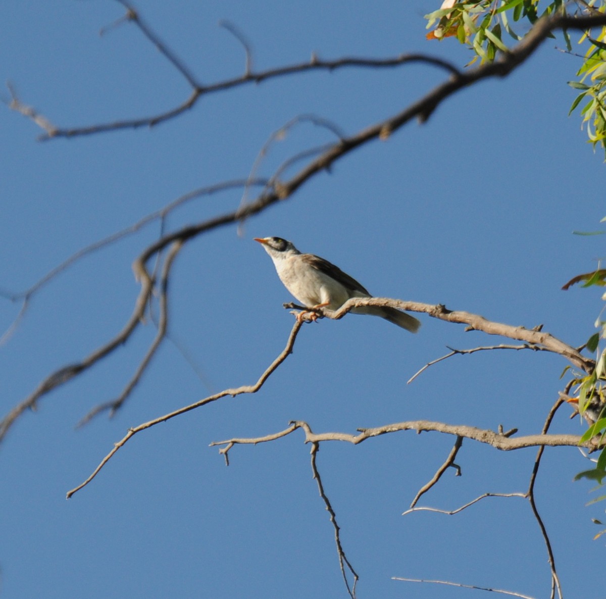 Noisy Miner - Diana Flora Padron Novoa